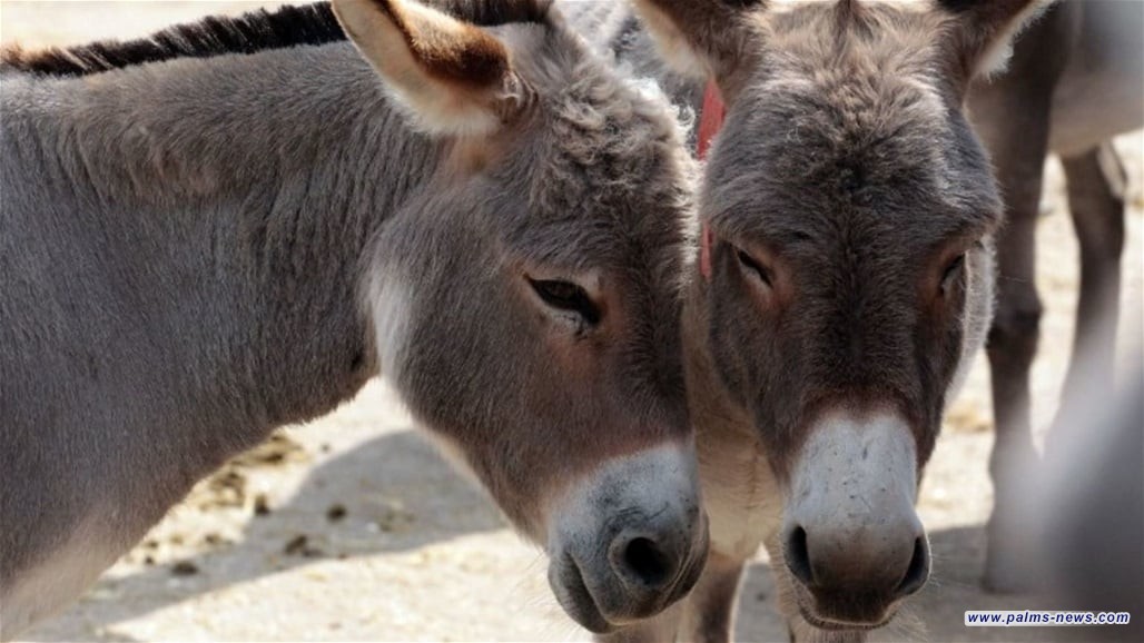 تقرير جديد يكشف عدد الحمير في العراق